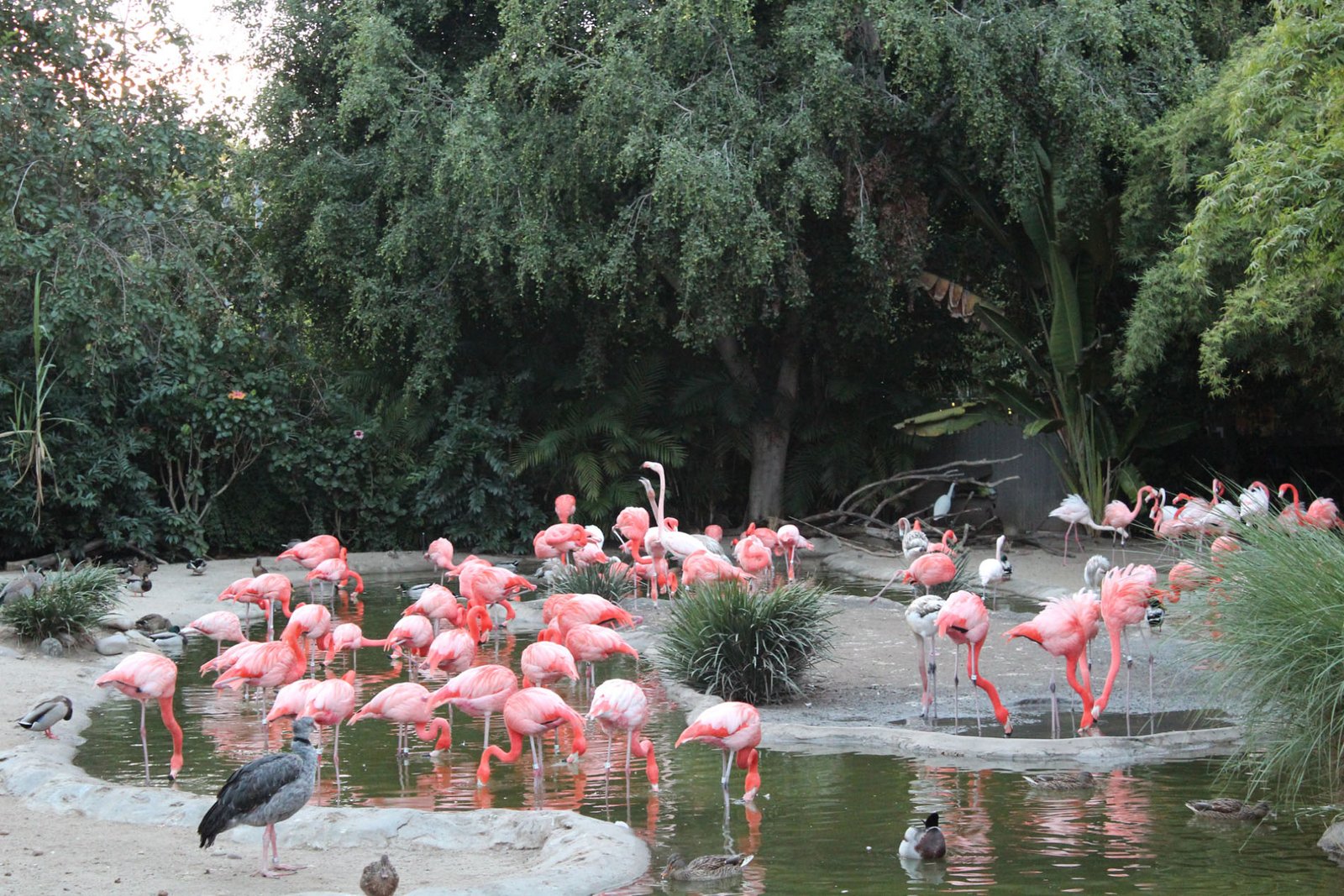 San Diego Zoo Part II 214